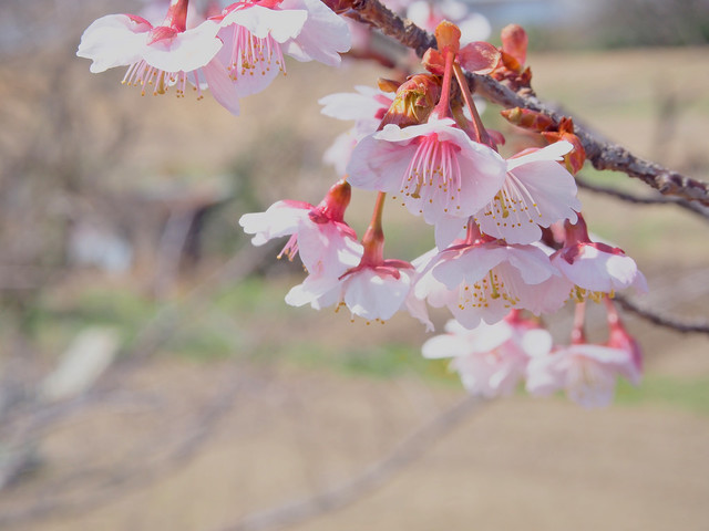Photo by T.Kiya