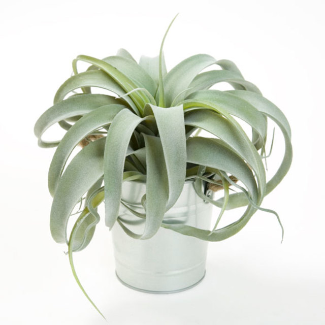 エアープランツ(29cm)