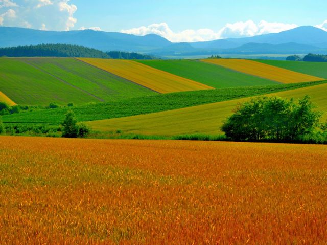 picture