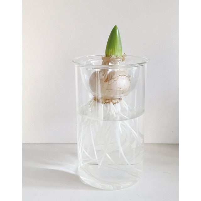 水栽培ガラスベース クリア ショート BULB VASE