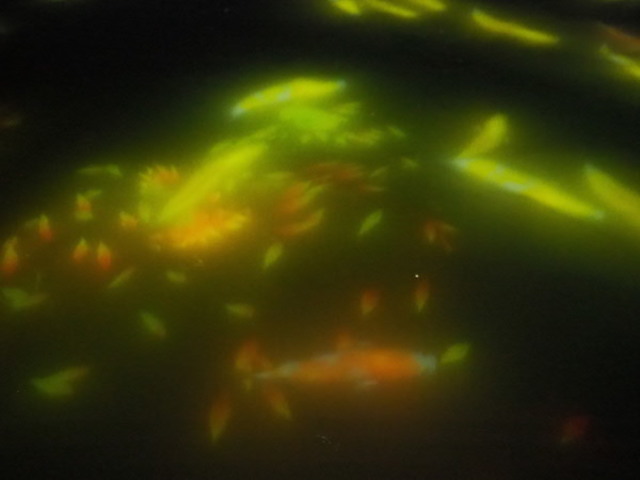 picture