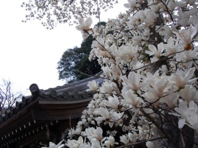picture
