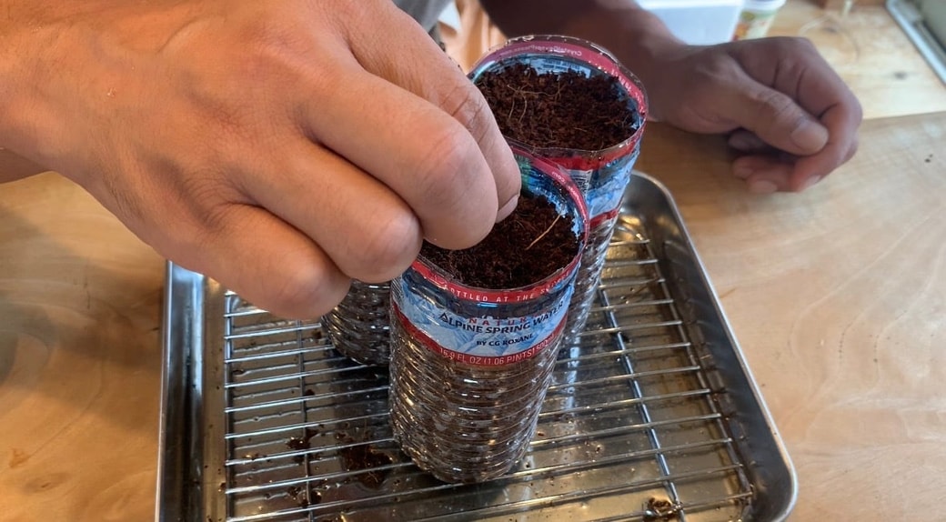 株間を意識しながら水菜の種をまく