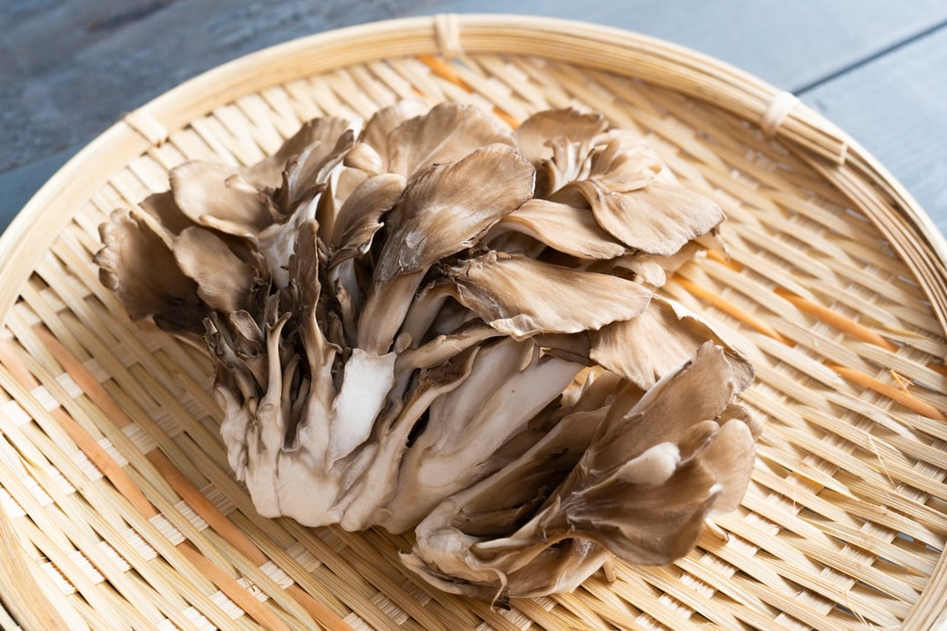 舞茸